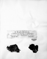 Thelenella muscorum var. muscorum image